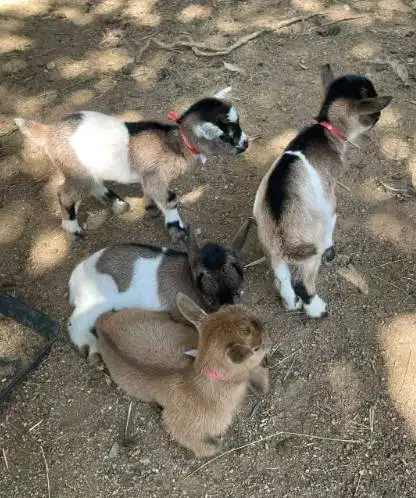 sepasang kambing mini pygmi 4 bln TB 30cm-an exotik unik asli FB puas