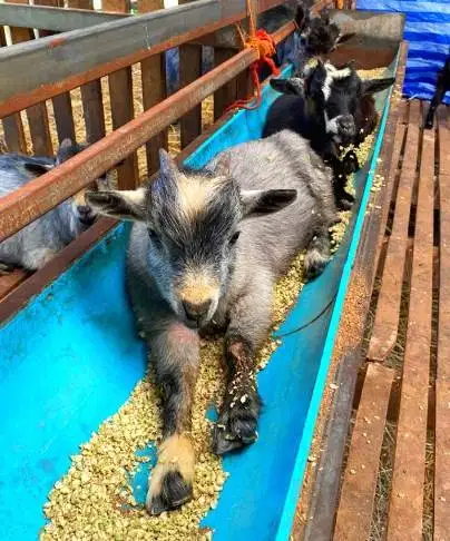 sepasang kambing mini pygmi asli ori FB 4 bln TB 30cm-an exotik manteb