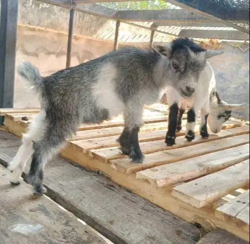 sepasang kambing mini pygmi asli ori FB 4 bln TB 30cm-an exotik manteb