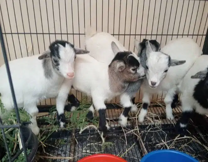 sepasang kambing mini pygmi asli ori FB 4 bln TB 30cm-an exotik manteb