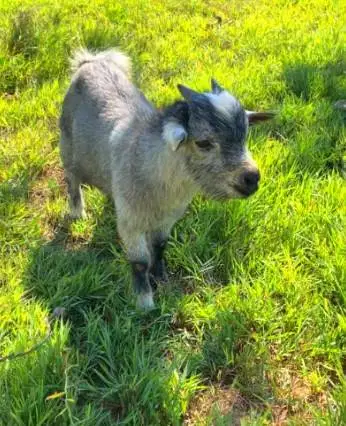 sepasang kambing mini pygmi asli ori FB 4 bln TB 30cm-an exotik manteb