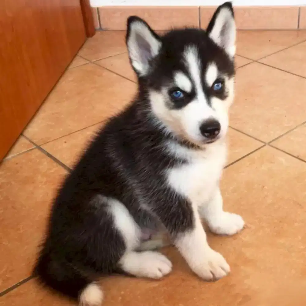 JUAL ANJING SIBERIAN HUSKY PUPPY