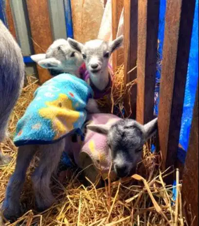 sepasang kambing mini pygmi TB 30cm-an 4 bulanan exotik unik ori asli