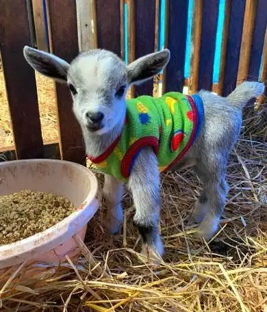 sepasang kambing mini pygmi TB 30cm-an 4 bulanan exotik unik ori asli