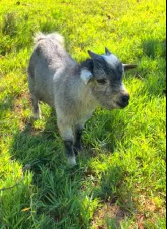 sepasang kambing mini pygmi FB asli 4 bln ori TB 30cm-an exotik unik