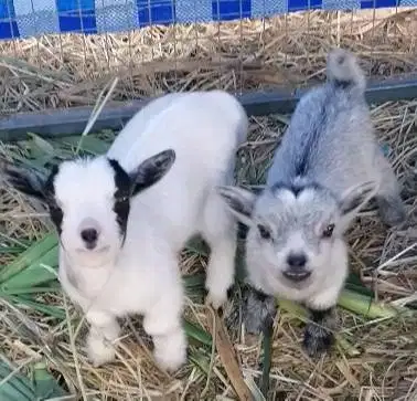 sepasang kambing mini pygmi FB asli 4 bln ori TB 30cm-an exotik unik