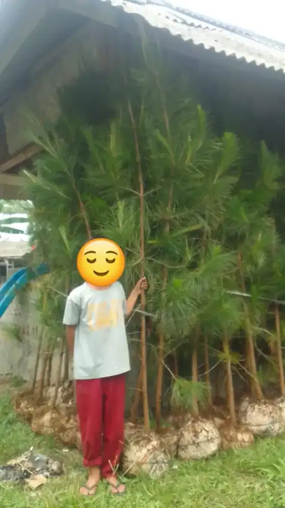 Bibit Pinus 2.5 meter rimbun