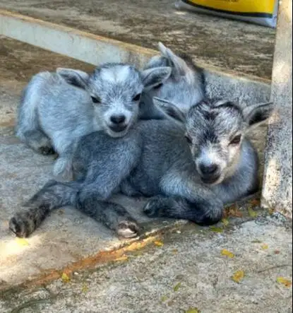sepasang kambing mini pygmi asli ori 4 bln TB 30cm-an unik exotik puas