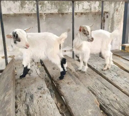 sepasang kambing mini pygmi asli ori 4 bln TB 30cm-an unik exotik puas