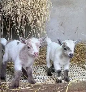 sepasang kambing mini pygmi asli ori 4 bln TB 30cm-an unik exotik puas