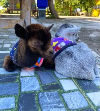 sepasang kambing hias mini pygmi 4 bln TB 30cm lucu gemesin jinak unik