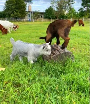 sepasang kambing hias mini pygmi 4 bln TB 30cm lucu gemesin jinak unik