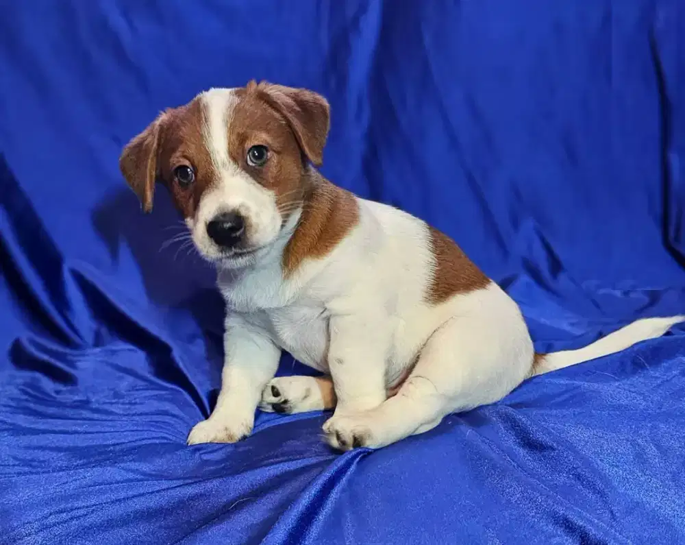 JUAL ANJING JACK RUSSEL PUPPY