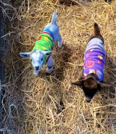 sepasang kambing hias mini pygmi 4 bln TB 30cm-an unik lucu jinak puas