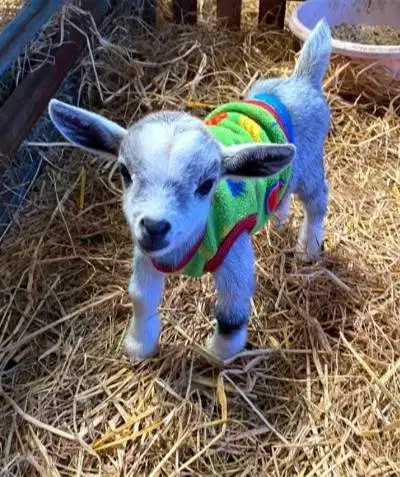 sepasang kambing hias mini pygmi 4 bln TB 30cm-an unik lucu jinak puas