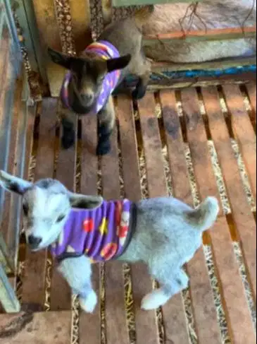 sepasang kambing hias mini pygmi 4 bln TB 30cm-an unik lucu jinak puas