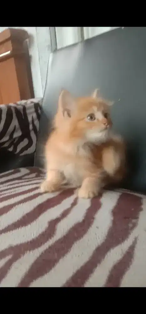 Kucing Angora jantan