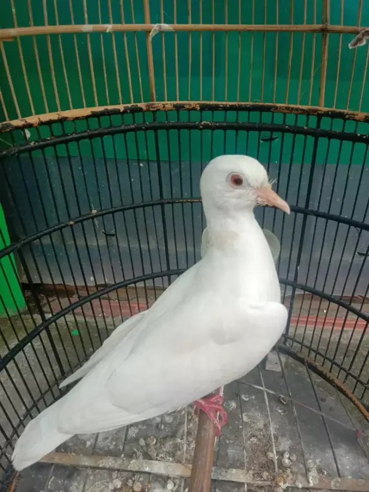 Burung puter albino mata merah gacor