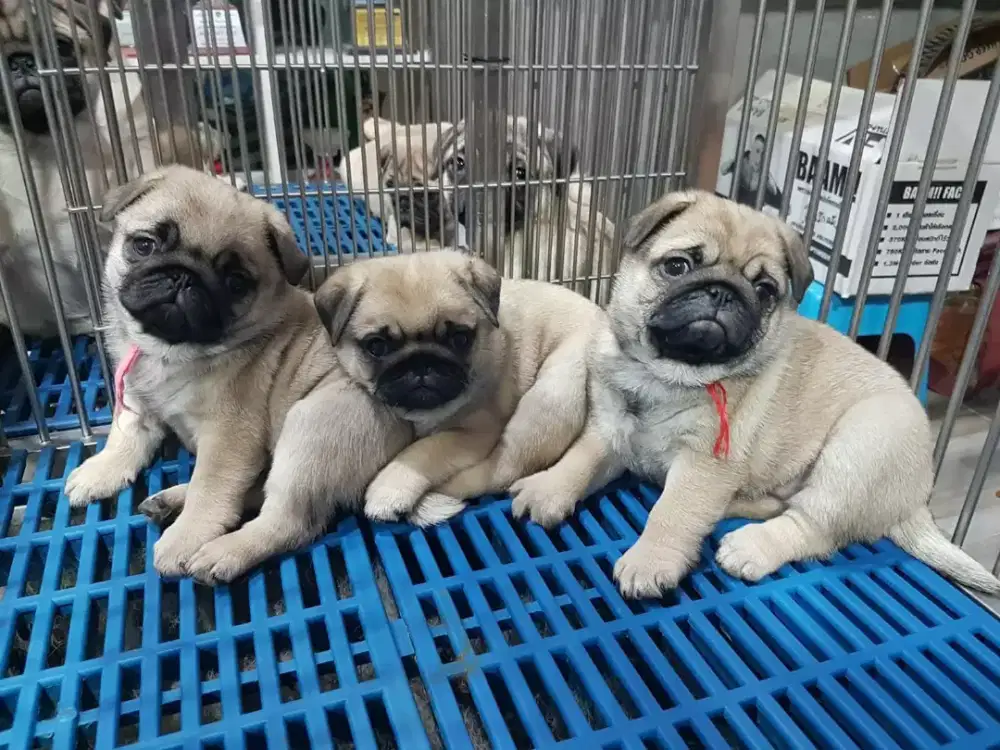 JUAL ANJING PUG PUPPY