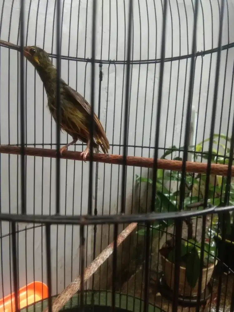 Burung masteran pijantung gunung