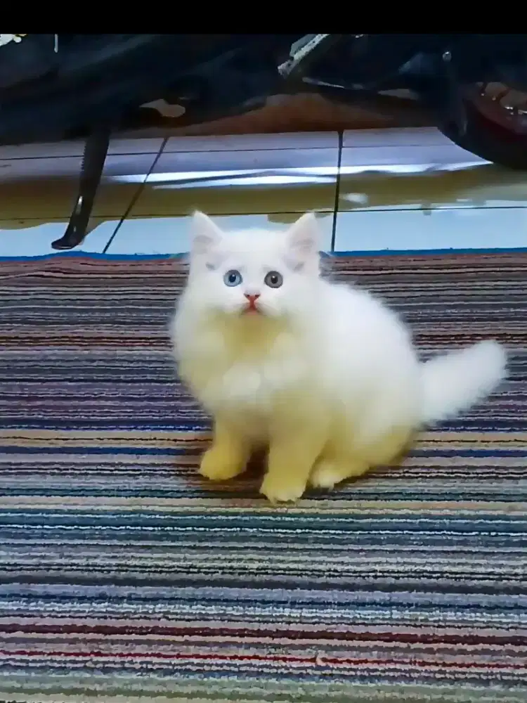 Persia Jantan White Solid Odd Eyes