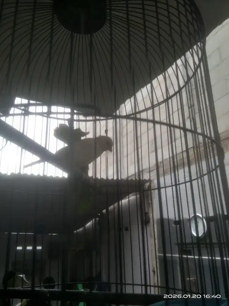 Kenari lokal simetris