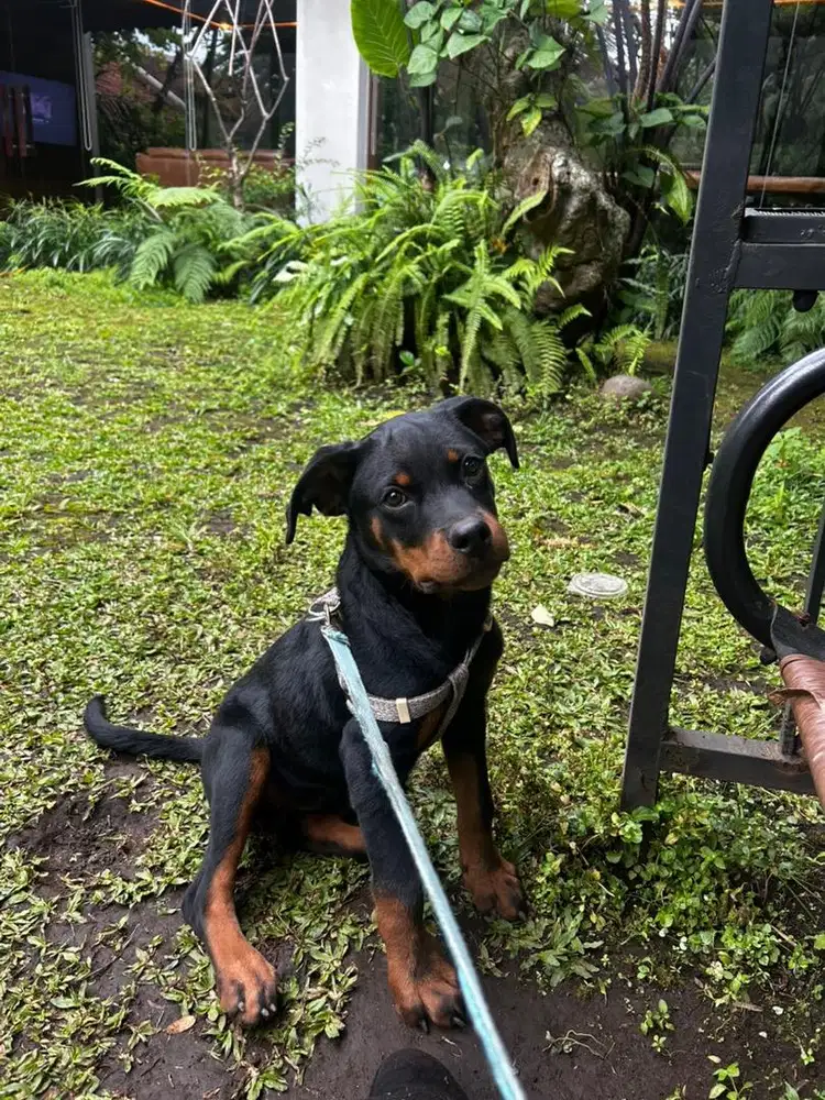 anjing rottweiler