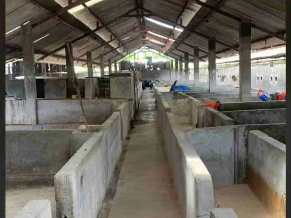 Kandang babi kapasitas 500 ekor di Jaten Karanganyar