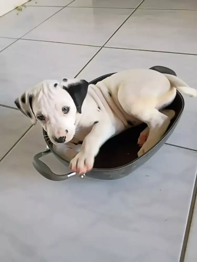 JUAL ANJING DALMATIAN PUPPY