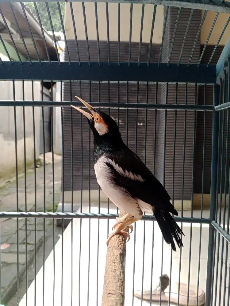 Jalak suren jawa Gacor full materi