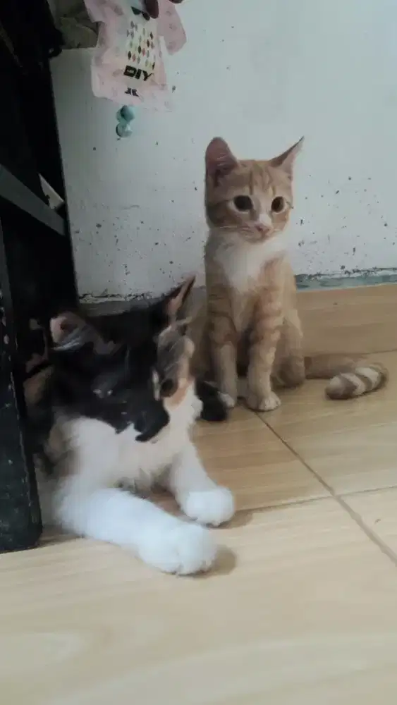 Kucing betina medium persia calico