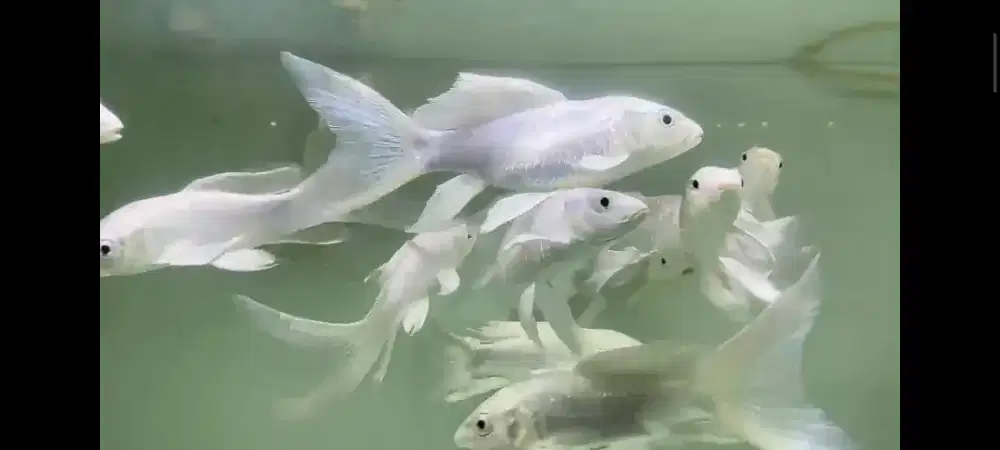 Kumpai koi platinum slayer / butterfly