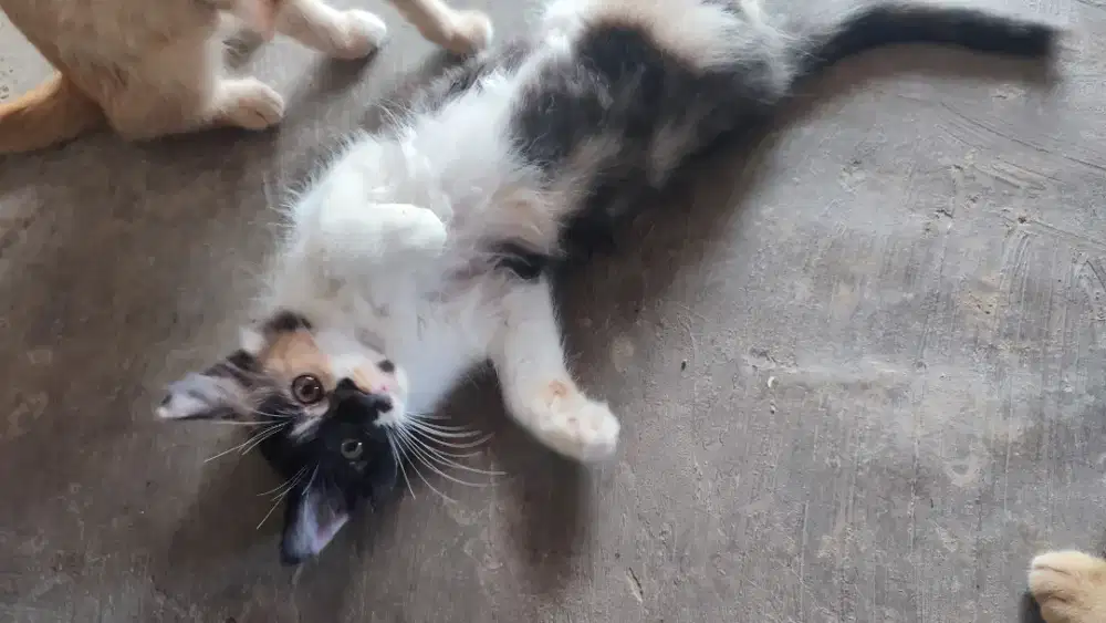 Kucing betina medium persia calico