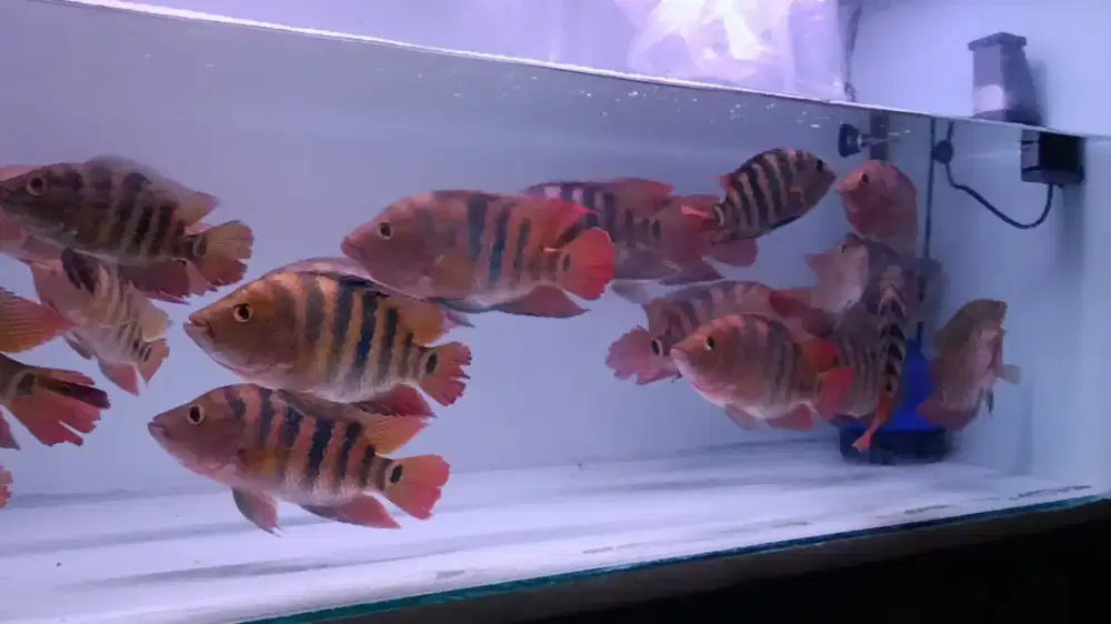 Cichlasoma uropthalmus / mayan cichlid kembaran red teror