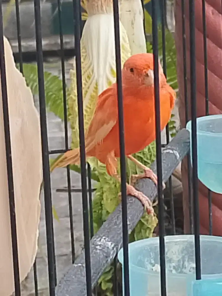 Kenari Merlok jantan usia 3 bulanan ngeriwik