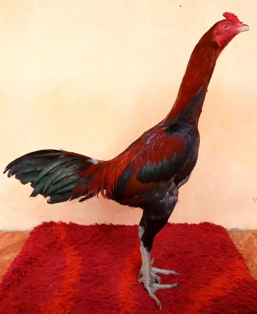 Ayam Line Pama Iq (Vip), Umur 6 Bulan, Ukuran 4 , Tulang Kasar + Mewah