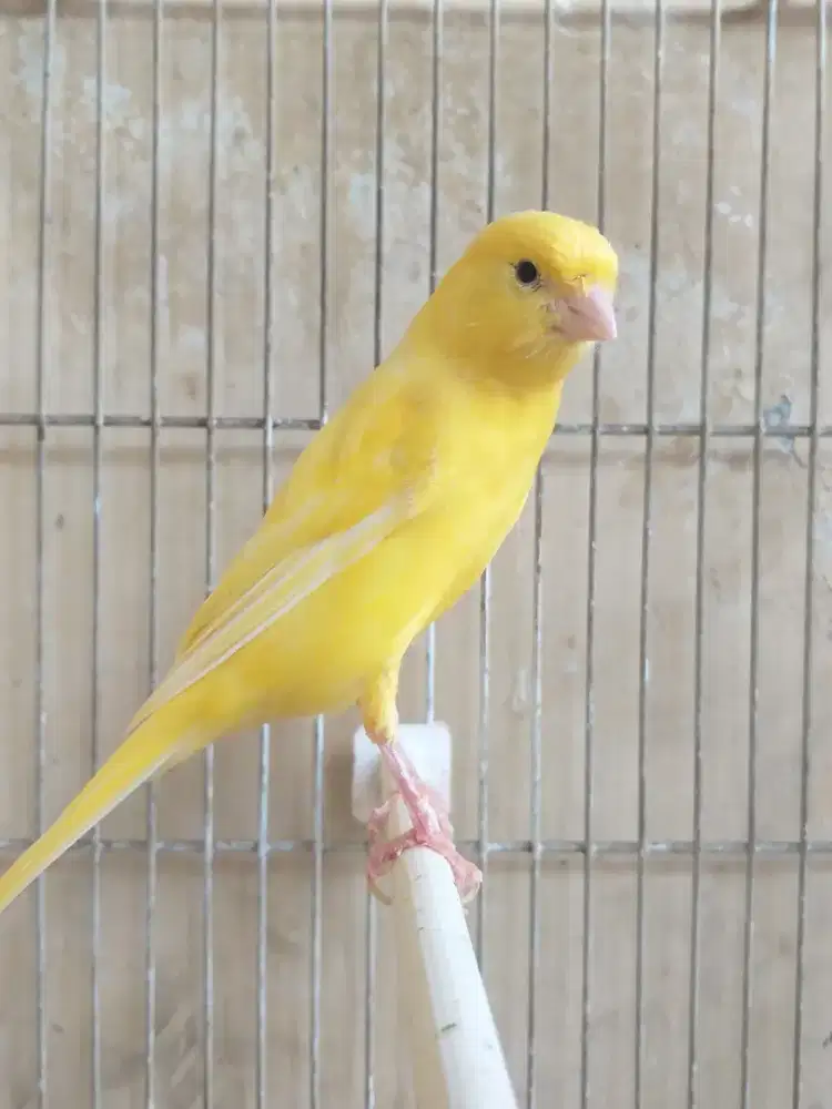 Kenari Rasmi x Spanish Timbrado Betina