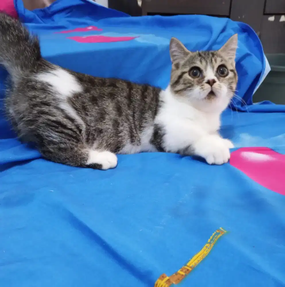 Lepas adopt Munchkin Scottish straight jantan