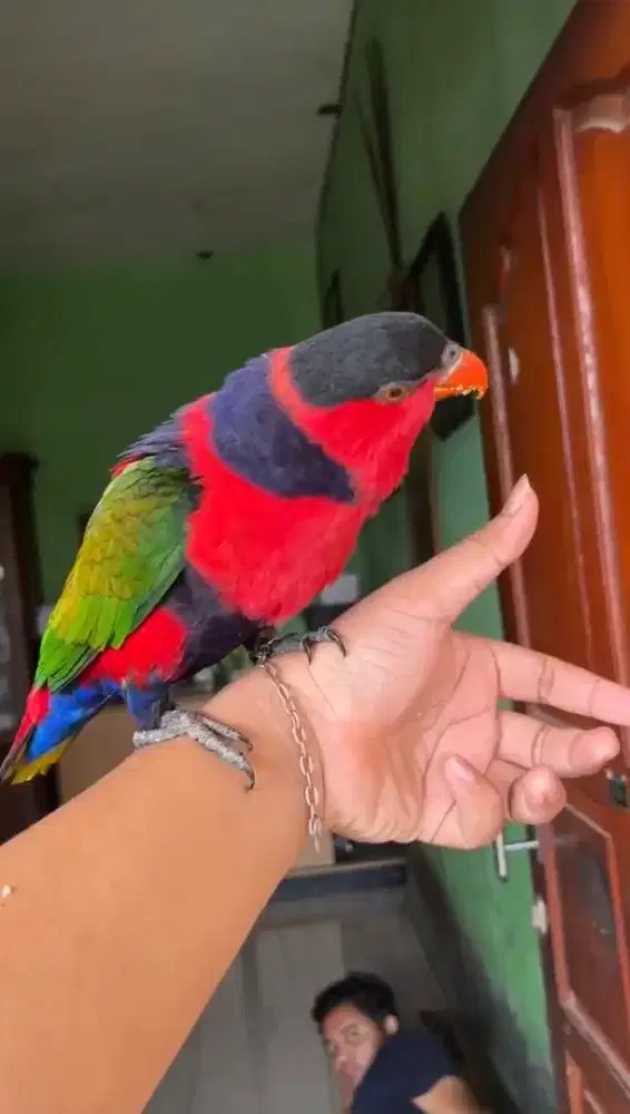 Burung Lovebird besar