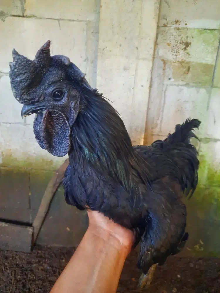 Ayam Cemani Lidah Abu, Remaja-Dewasa (MAJALENGKA & sekitar)