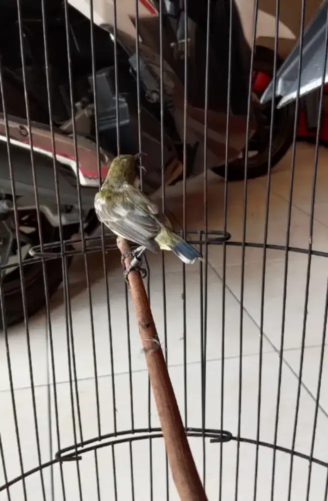 Sogon blorok gacor nembak