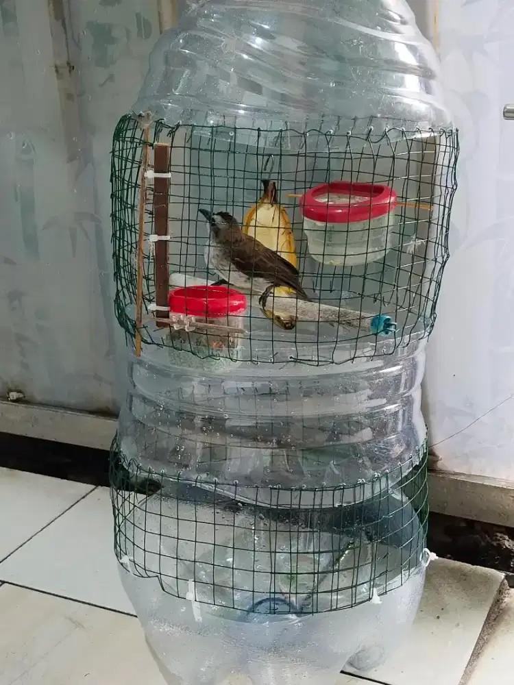 Burung trucukan