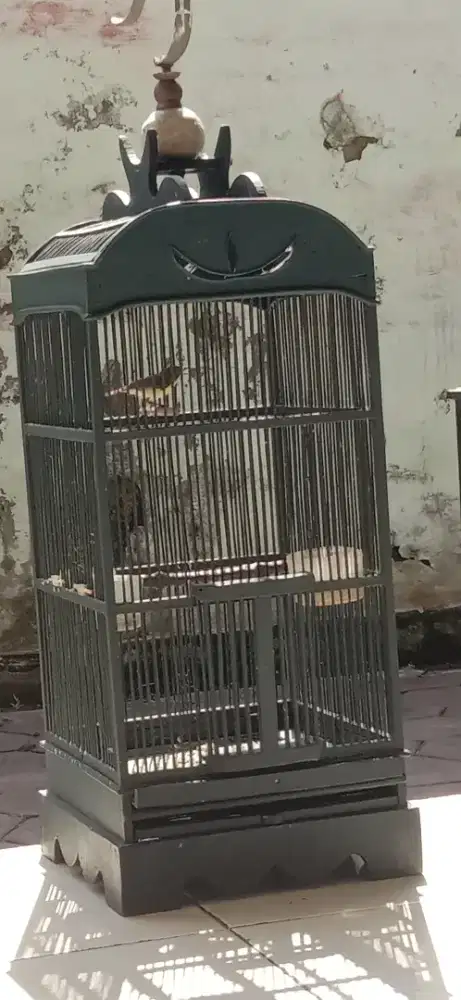 Remetuk laut. Aktif bunyi