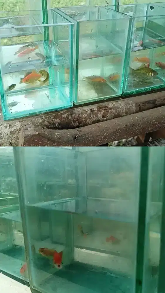 Aquarium cupang/ikan bekas dari kaca