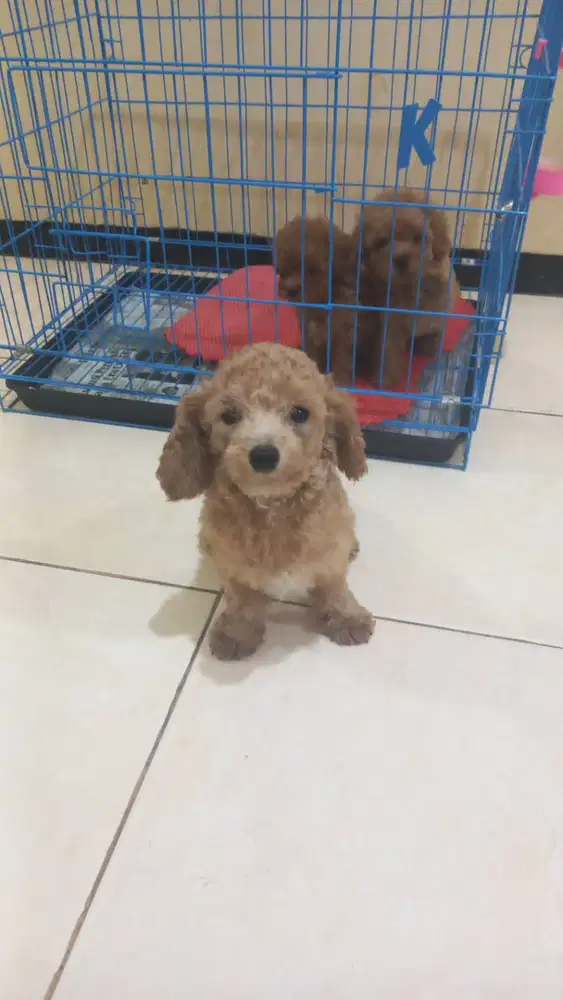 Jual cepat calon pejantan tiny poodle