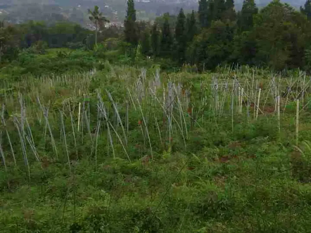 tanah murah puncak cilember