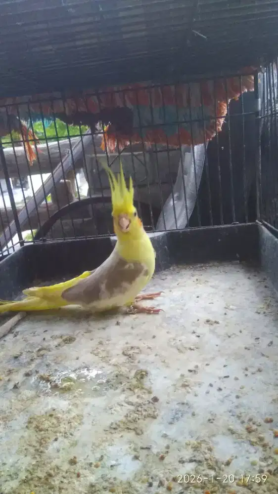 Falk jantan jinak  usia 3bln