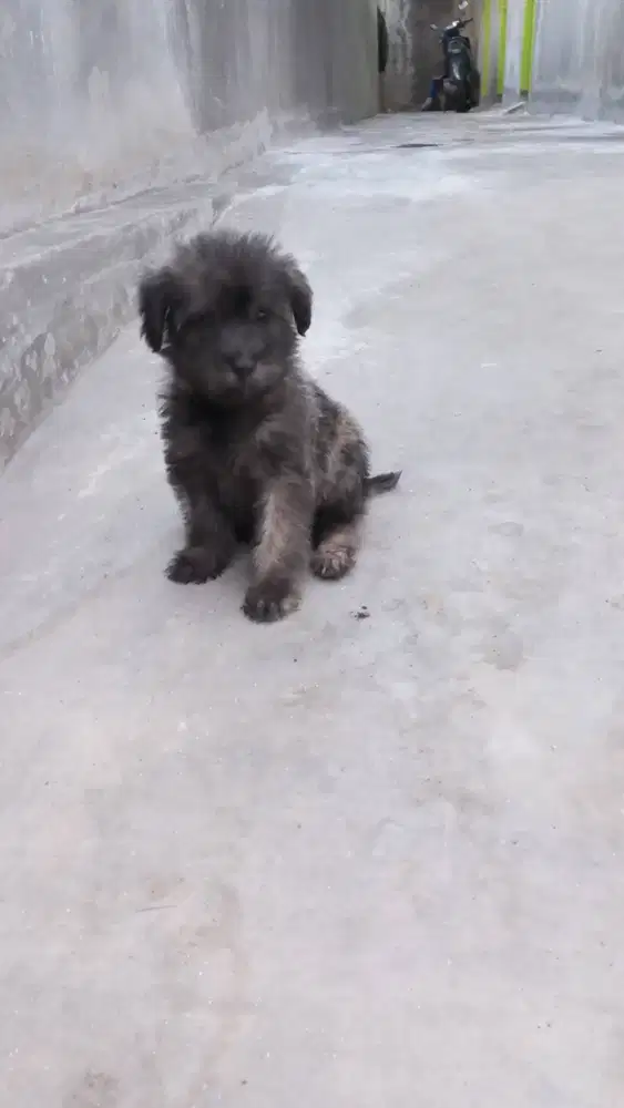 Semi hibah anakan maltese jantan