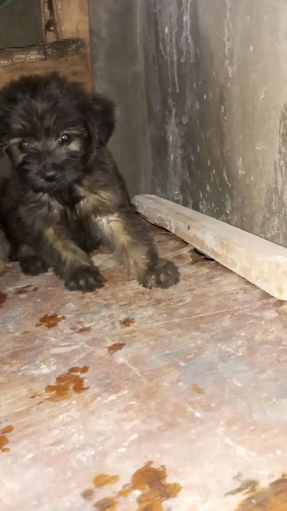 Semi hibah anakan maltese jantan