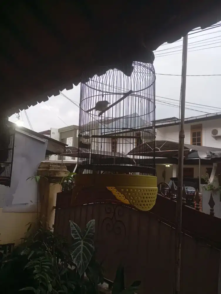 Ciblek semi rajin plus kandang